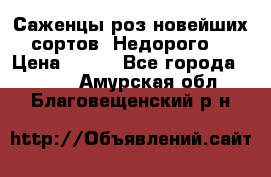 Саженцы роз новейших сортов. Недорого. › Цена ­ 350 - Все города  »    . Амурская обл.,Благовещенский р-н